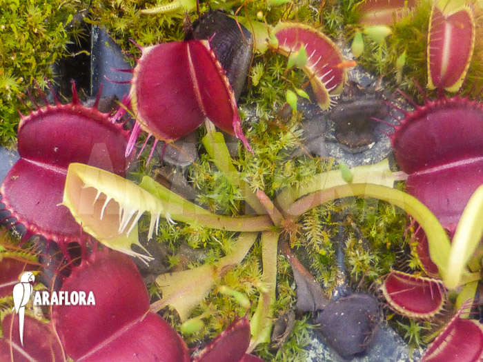 Dionaea muscipula ‘Bloody square’ Starter