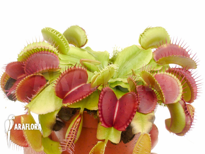 Dionaea muscipula ‘Booby trap’