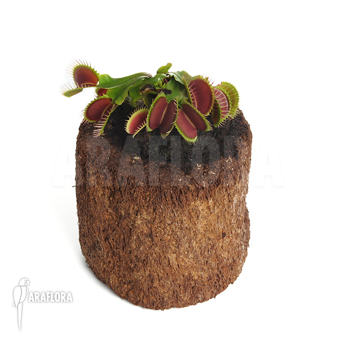 Dionaea muscipula ‘Bronco’