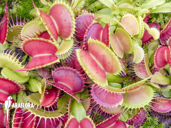 Dionaea muscipula ‘CCC’
