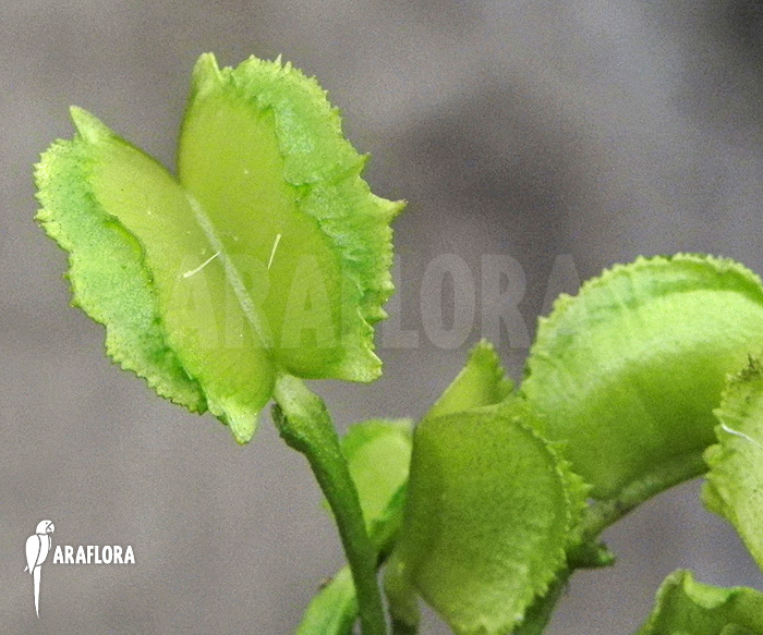 Dionaea muscipula ‘Chacho’