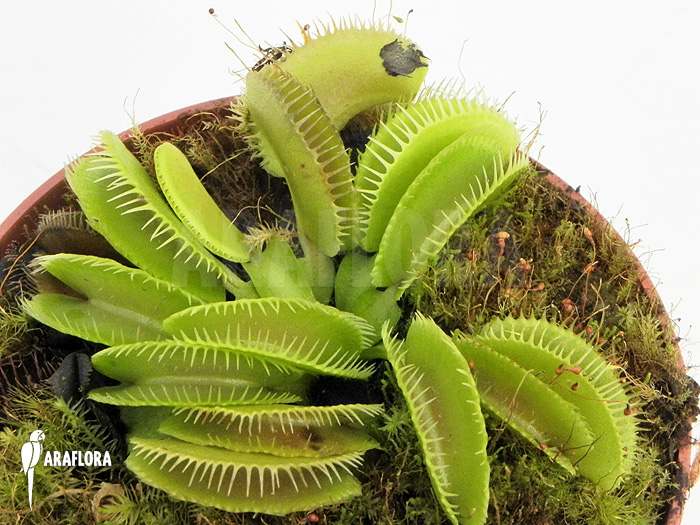 Dionaea muscipula ‘Cluster traps’ ‘L’