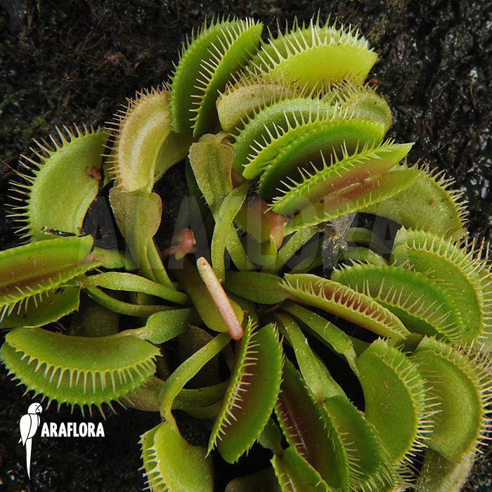 Dionaea muscipula ‘Cluster traps’ ‘M’