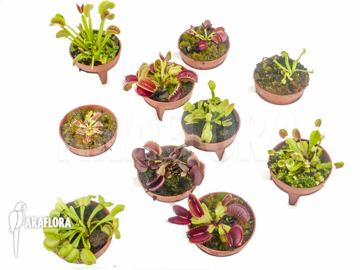 Dionaea muscipula ‘Collectors Package’