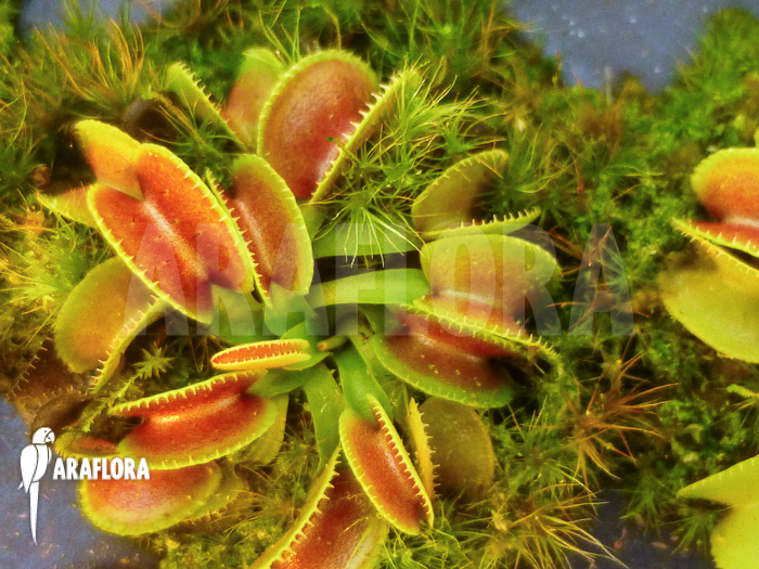 Dionaea muscipula ‘Cracker’ Starter