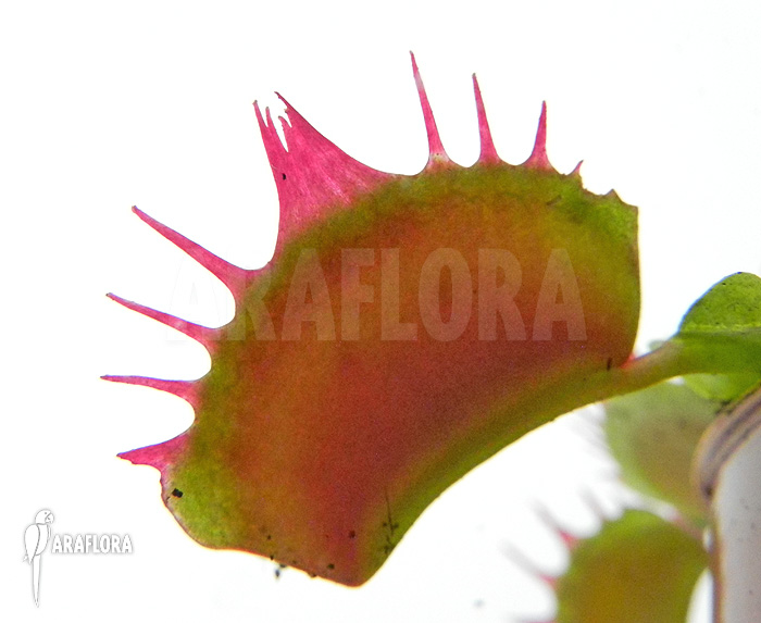 Dionaea muscipula ‘Crispy sun’