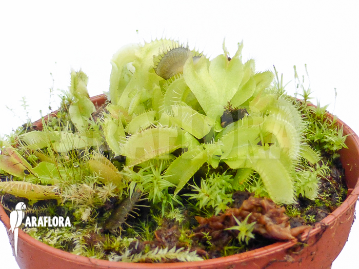 Dionaea muscipula Crocodile Starter