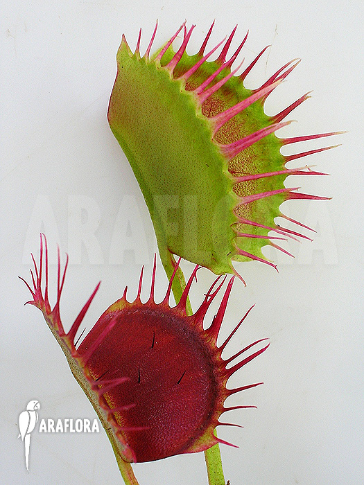 Dionaea muscipula ‘Cropped teeth’
