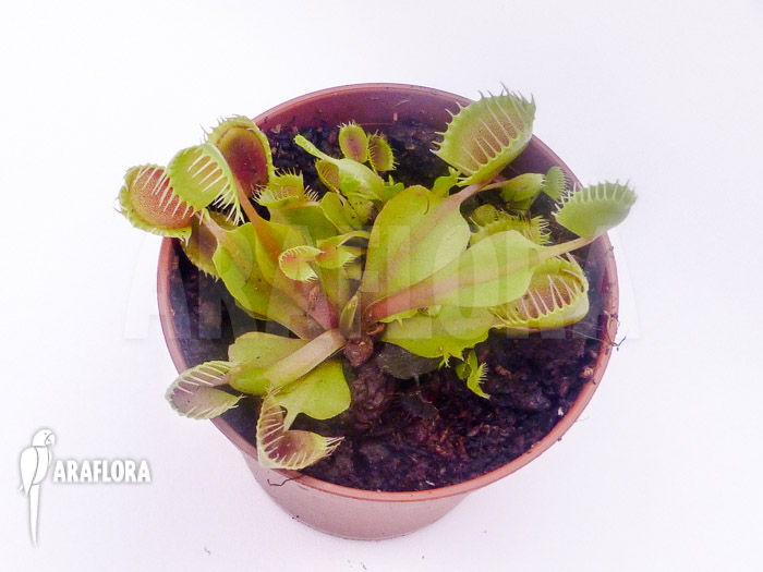 Dionaea muscipula ‘Cup trap’