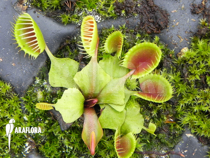 Dionaea muscipula ‘Cup trap’