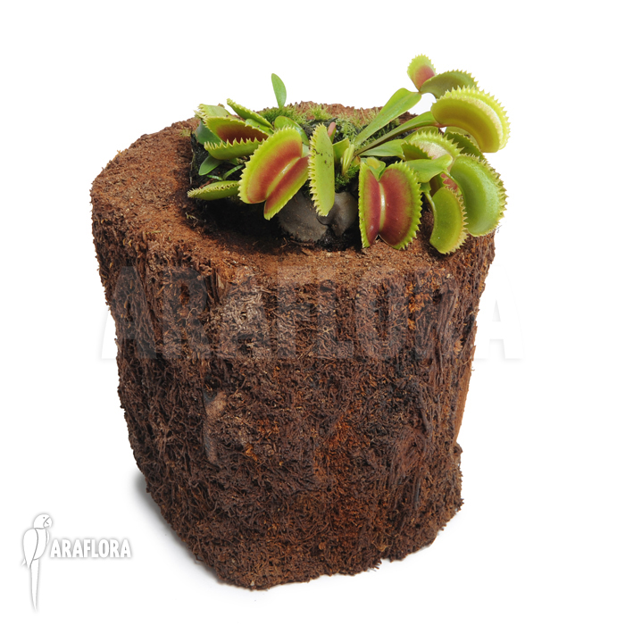 Dionaea muscipula ‘Dentate’