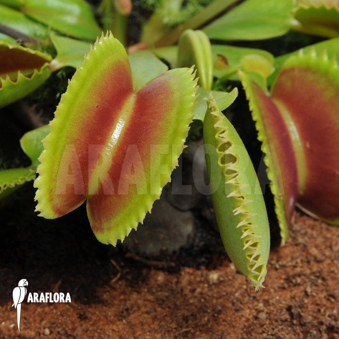 Dionaea muscipula ‘Dentate’