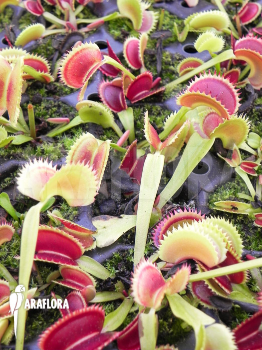 Dionaea muscipula ‘Dentate’ Starter