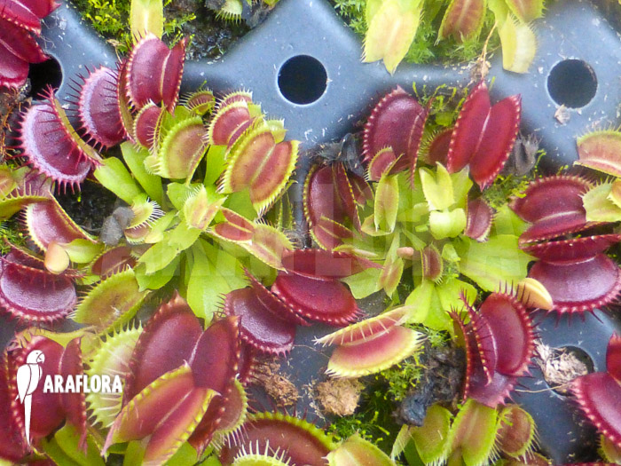 Dionaea muscipula ‘Dingley giant’ ‘Starter’