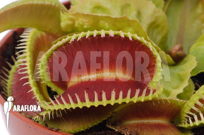 Dionaea muscipula ‘Dino’