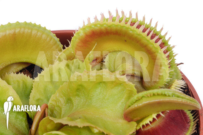 Dionaea muscipula ‘Dino’