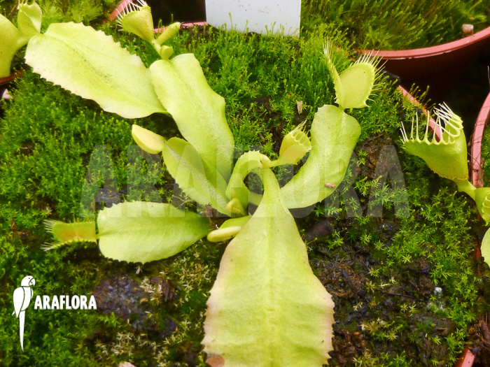 Dionaea muscipula Double trouble