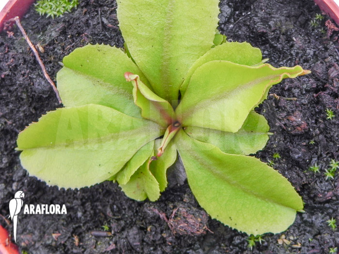 Dionaea muscipula ‘Dr Jos’