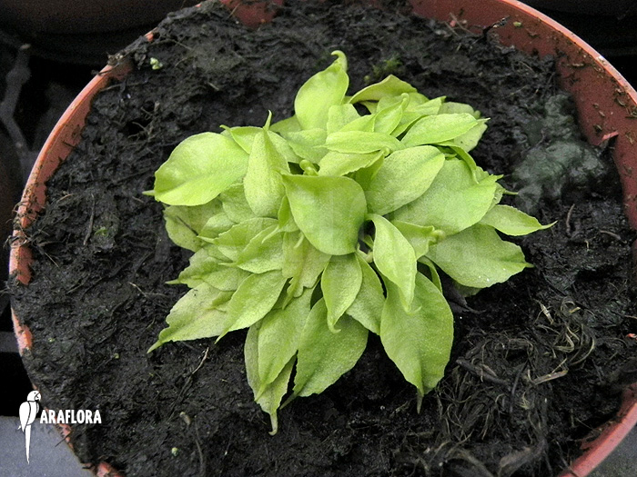Dionaea muscipula ‘Dr No Trap’