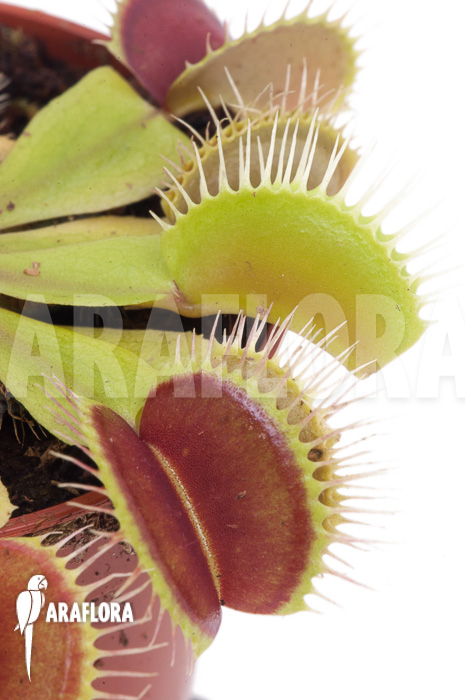 Dionaea muscipula ‘Flexx’