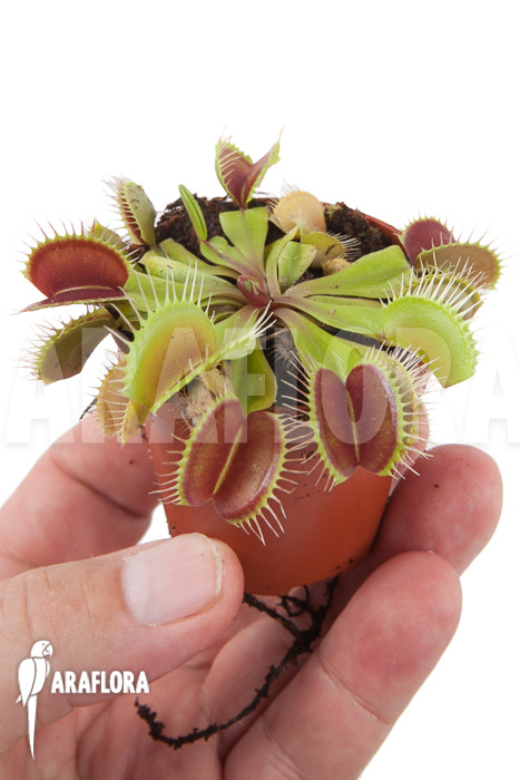 Dionaea muscipula ‘Flexx’