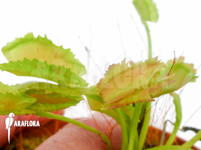 Dionaea muscipula ‘Freaky Star’