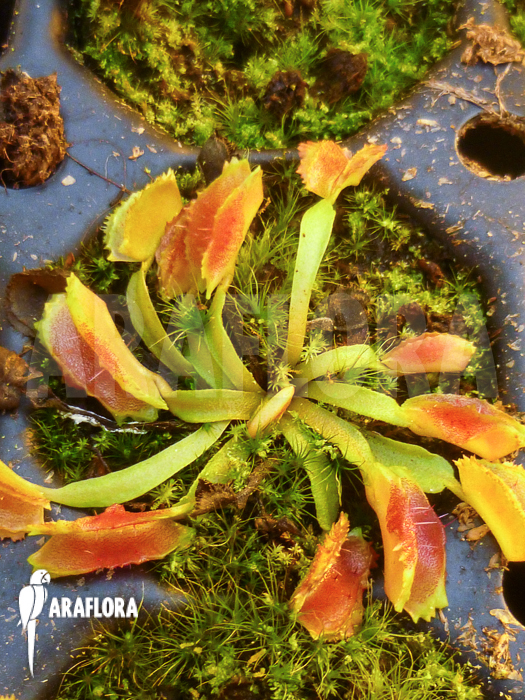 Dionaea muscipula Freaky Star Starter