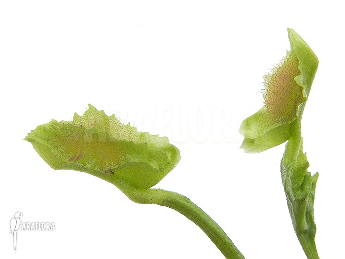 Dionaea muscipula ‘Freaky Star’
