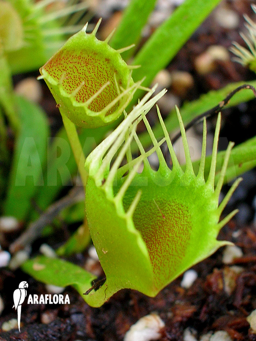 Dionaea muscipula ‘Funnel trap’
