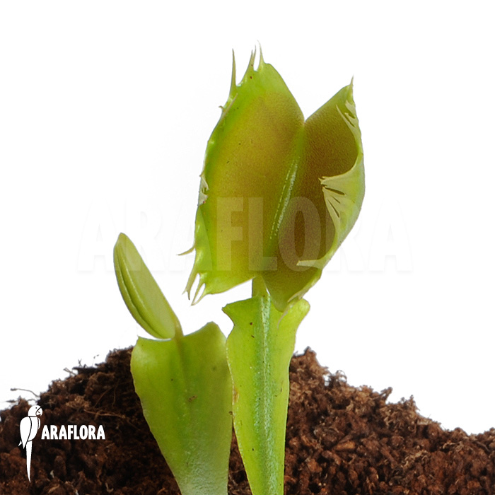 Dionaea muscipula ‘Fused tooth’