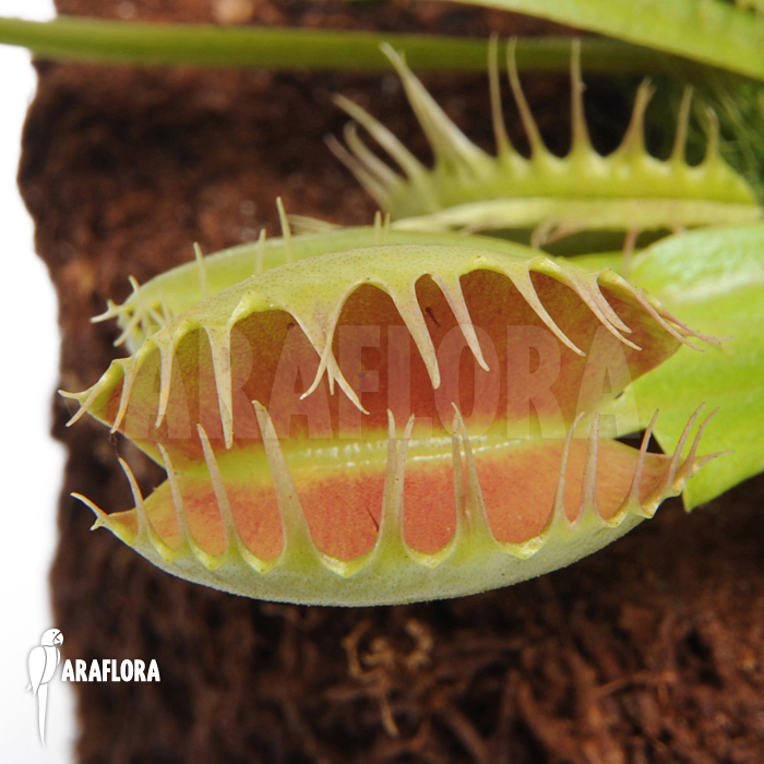 Dionaea muscipula ‘Fuzed tooth B’