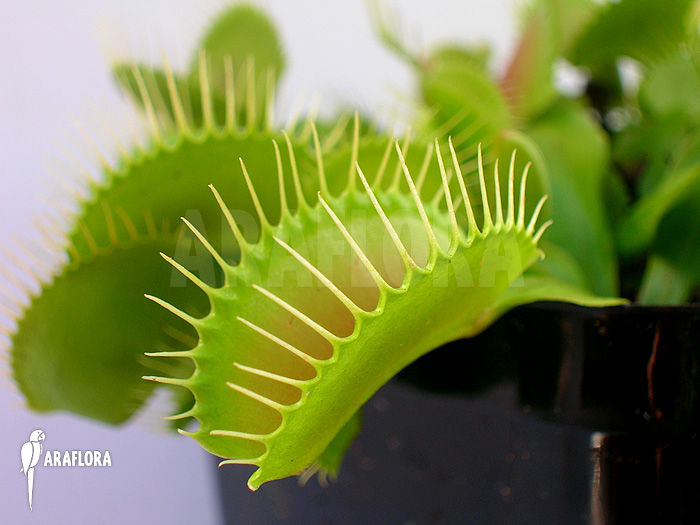 Dionaea muscipula ‘G16 Slack’S giant’