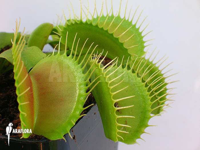 Dionaea muscipula ‘G16 Slack’S giant’