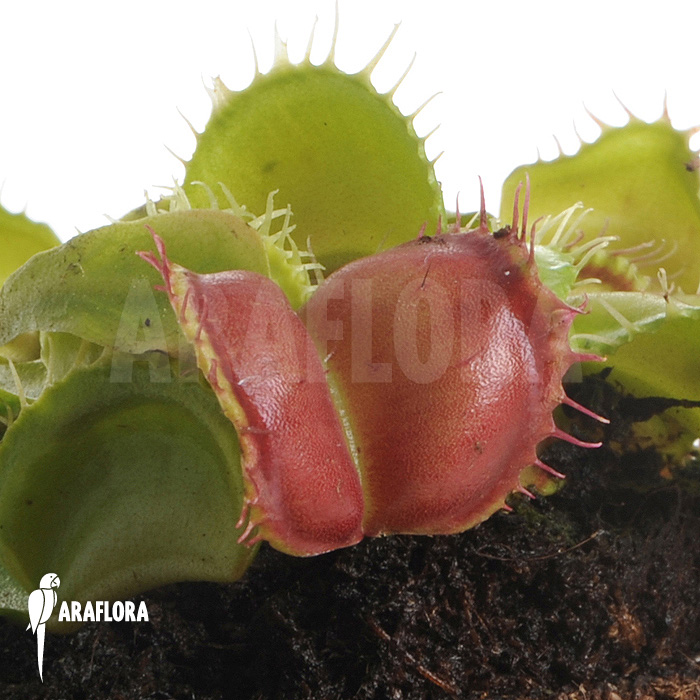 Dionaea muscipula ‘Galaxy’