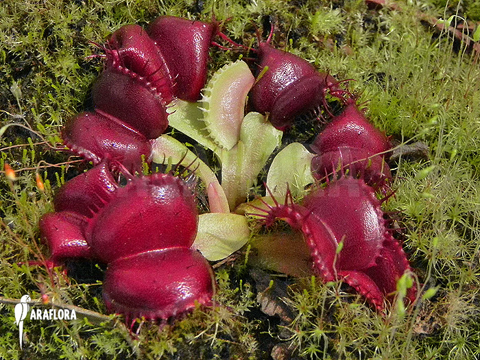 Dionaea muscipula ‘Galaxy’