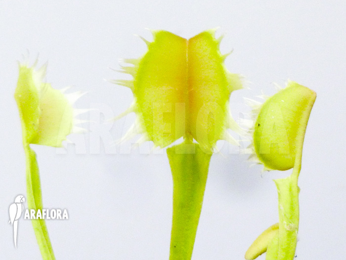Dionaea muscipula Gogo