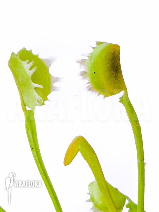 Dionaea muscipula Gogo