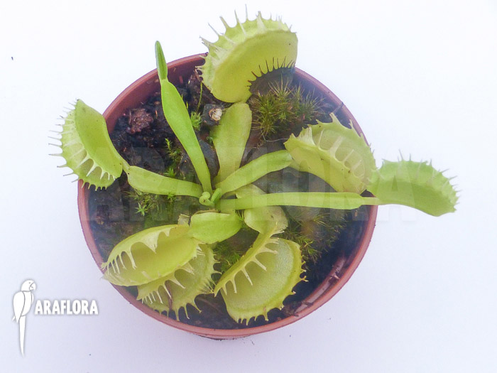 Dionaea muscipula Green dog