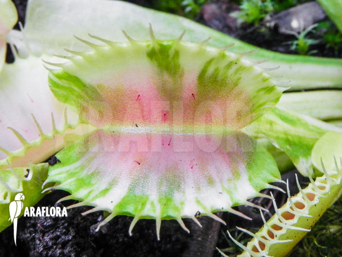 Dionaea muscipula ‘Green snow’
