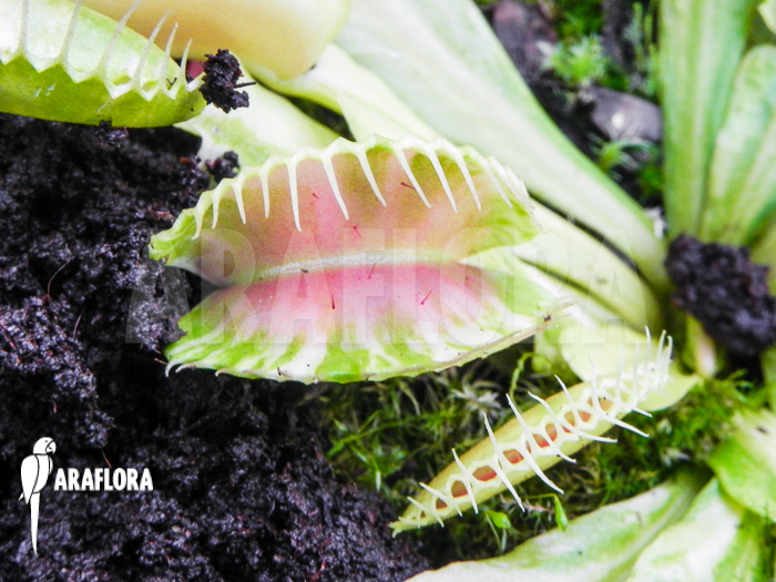 Dionaea muscipula ‘Green snow’