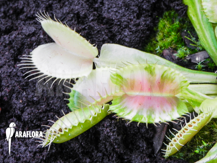 Dionaea muscipula ‘Green snow’