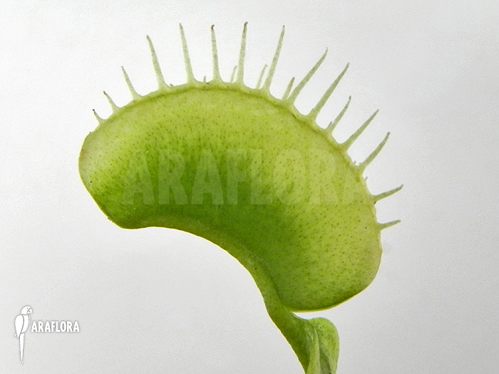Dionaea muscipula ‘Green white’