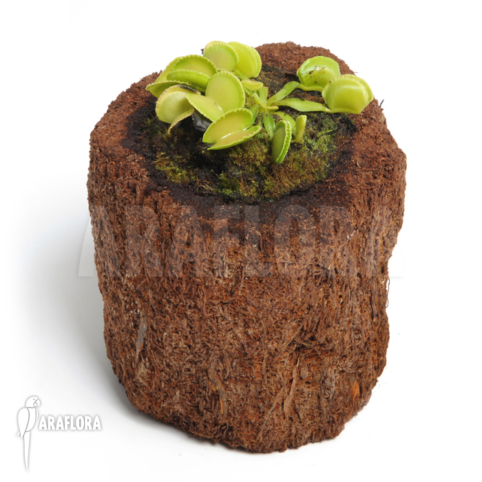 Dionaea muscipula ‘Green wizard’