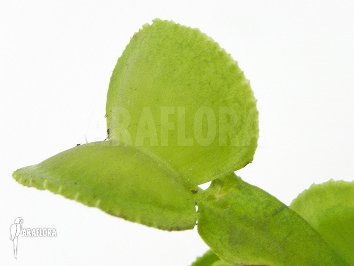 Dionaea muscipula ‘Green wizard’
