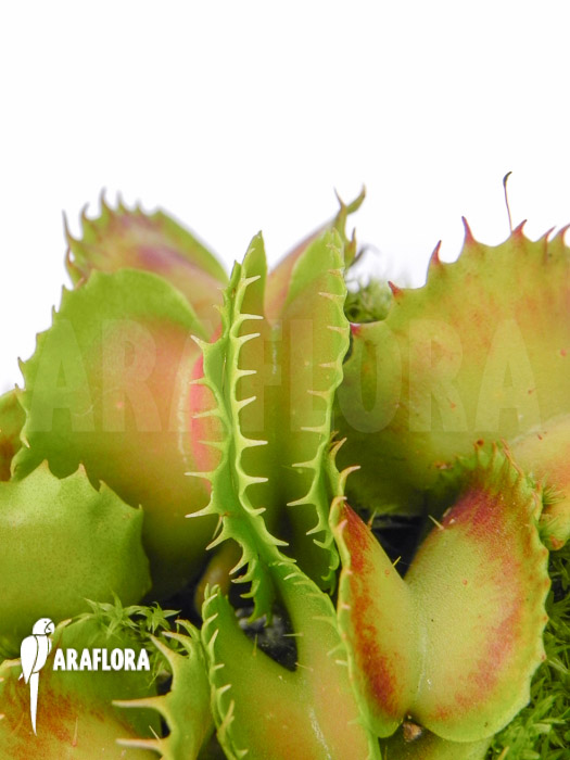 Dionaea muscipula ‘Gwenny’