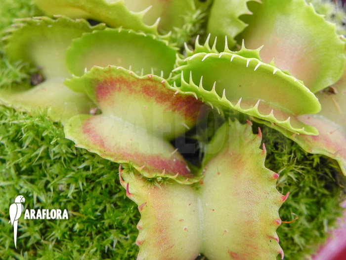 Dionaea muscipula ‘Gwenny’