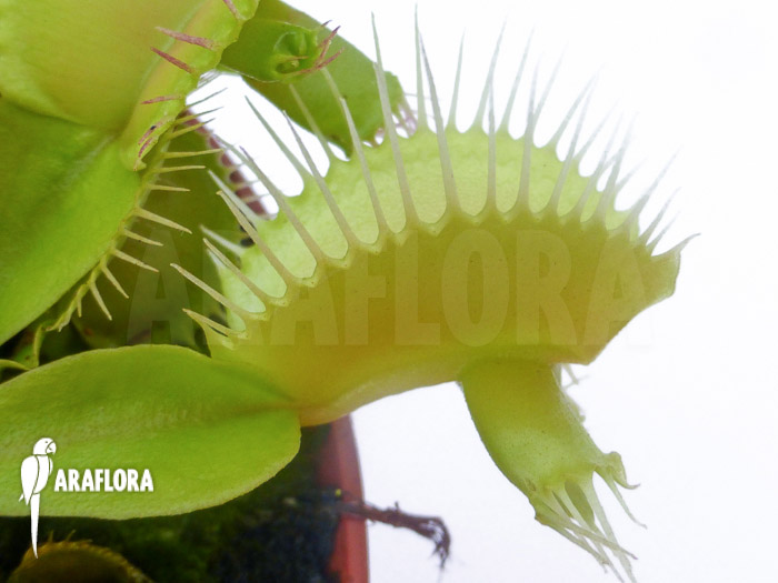 Dionaea muscipula ‘Hammerhead Shark’