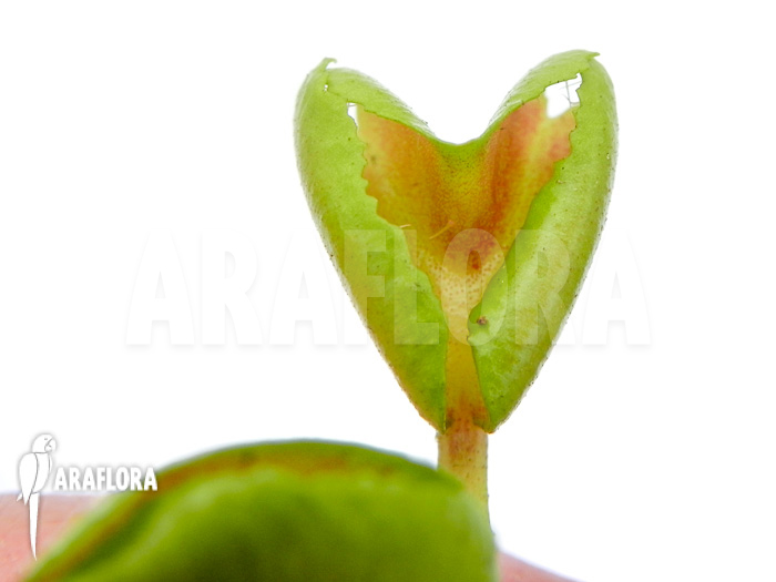 Dionaea muscipula ‘Heartbreaker’