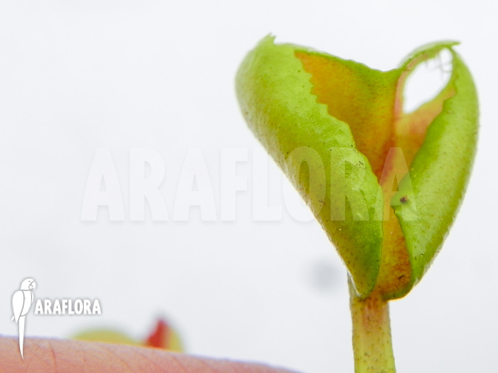 Dionaea muscipula ‘Heartbreaker’