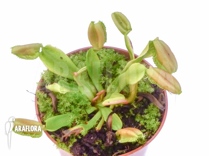 Dionaea muscipula ‘Hot kiss’